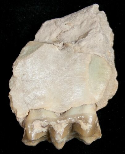 Oreodont (Merycoidodon) Jaw Section - South Dakota #10529